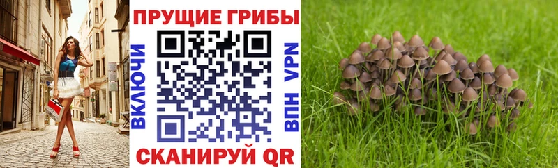 где найти наркотики  Верхняя Тура  Псилоцибиновые грибы мицелий 
